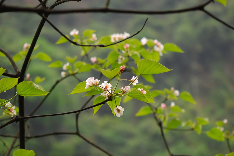 遥寄清明（鹿洼煤矿&nbsp;徐亭）