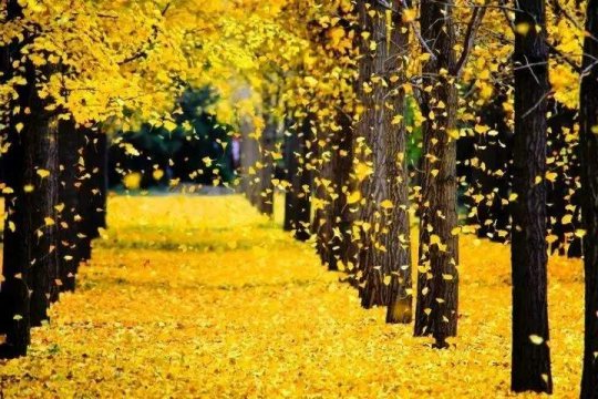 职工文苑丨落叶归根